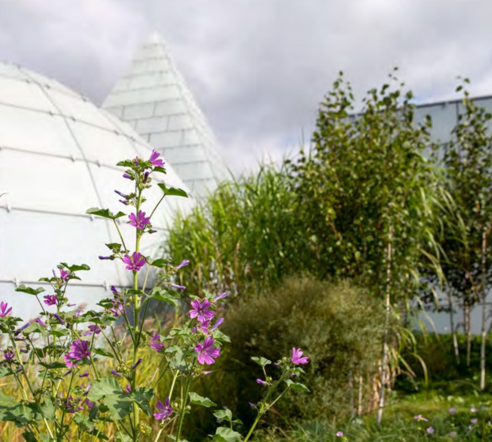 Dänischer Pavillon Blumen